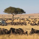 Nairobi: 4-Day Masai Mara and Lake Nakuru Camping Safari - Day Two: Full-Day Game Drive & Mara River