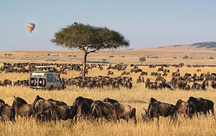 Nairobi: 4-Day Masai Mara and Lake Nakuru Camping Safari - Day Two: Full-Day Game Drive & Mara River