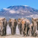 Nairobi: 5-Day Amboseli and Tsavo West National Park Safari - The Practicalities