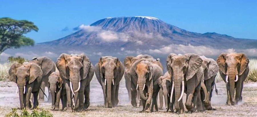 Nairobi: 5-Day Amboseli and Tsavo West National Park Safari - The Practicalities