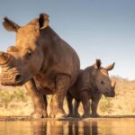 Nairobi: 6-Days Explore Samburu, Nakuru and Masai Mara - What Sets This Tour Apart?