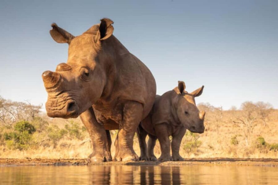 Nairobi: 6-Days Explore Samburu, Nakuru and Masai Mara - What Sets This Tour Apart?