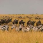 Nairobi: 8-Day Safari with Aberdare & Maasai Mara - Practical Aspects and What You Should Know