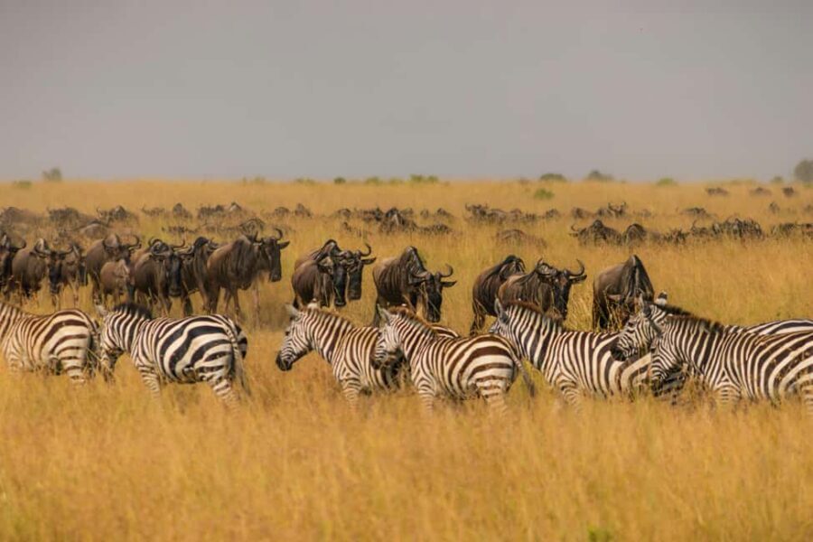 Nairobi: 8-Day Safari with Aberdare & Maasai Mara - Practical Aspects and What You Should Know
