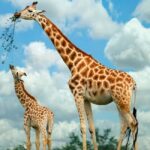 Nairobi Airport Layover:Tour Giraffe Center and Beads Center - FAQs