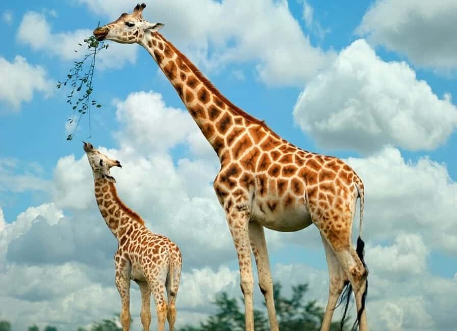 Nairobi Airport Layover:Tour Giraffe Center and Beads Center - FAQs