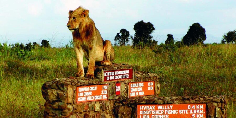 Nairobi Airport Layover:Tour Nairobi National Park with Fees - Who Should Consider This Tour?
