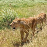 Nairobi: Amboseli National Park and Maasai Village Day Trip - Practical Details and Tips