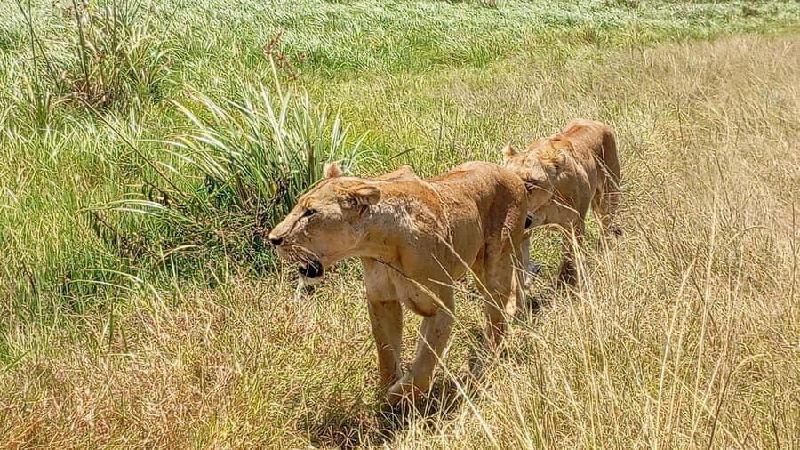 Nairobi: Amboseli National Park and Maasai Village Day Trip - Practical Details and Tips