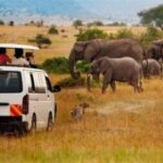 Nairobi: Amboseli National Park Day Tour with Lunch private. - Practicalities and What to Know