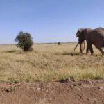 Nairobi: Amboseli National Park Day Trip - What It’s Like to Spend a Day in Amboseli