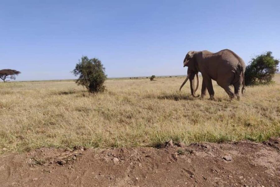Nairobi: Amboseli National Park Day Trip - What It’s Like to Spend a Day in Amboseli