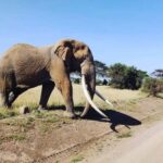Nairobi: Amboseli National Park Group Day Tour - A Practical Review of What You’ll Experience