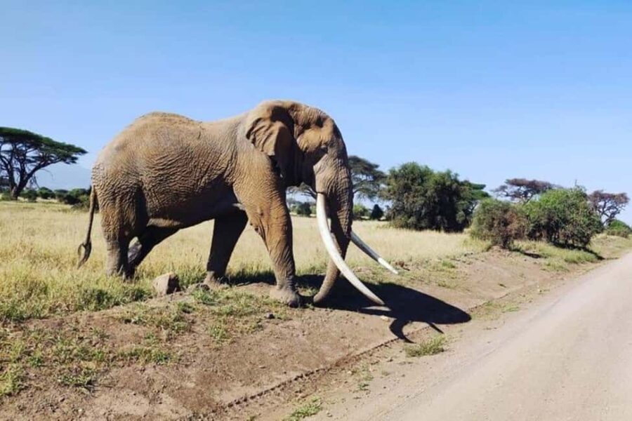 Nairobi: Amboseli National Park Group Day Tour - A Practical Review of What You’ll Experience