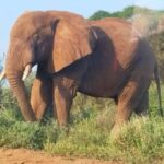 Nairobi: Amboseli National Park Overnight Safari Tour - How to Make the Most of This Tour