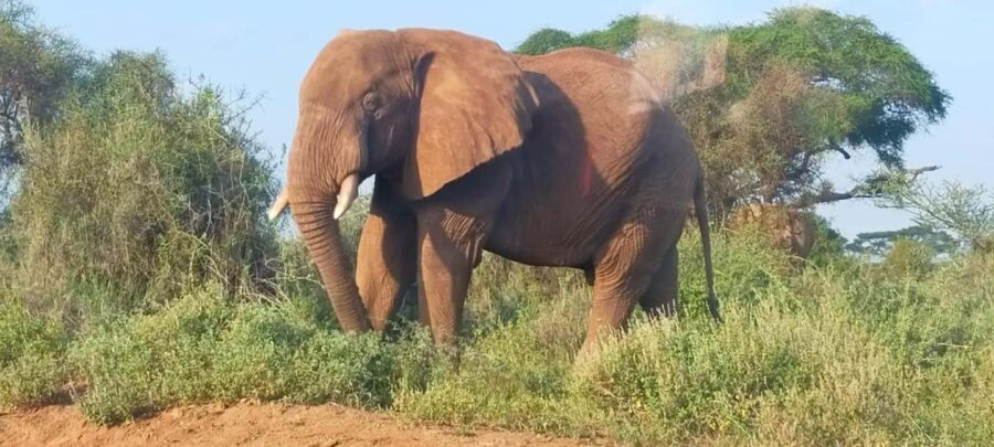 Nairobi: Amboseli National Park Overnight Safari Tour - How to Make the Most of This Tour
