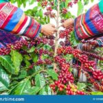 Nairobi: Coffee Factory and Farm Tour With Transfer - What to Expect on the Tour