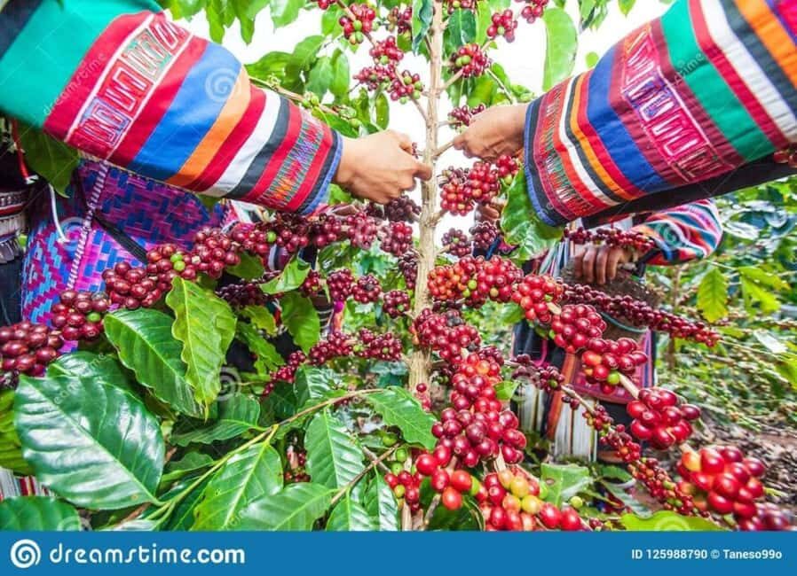 Nairobi: Coffee Factory and Farm Tour With Transfer - What to Expect on the Tour
