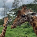 NAIROBI: DAVID SHELDRICK AND GIRAFFE CENTER DAY TRIP - Introduction and Overview