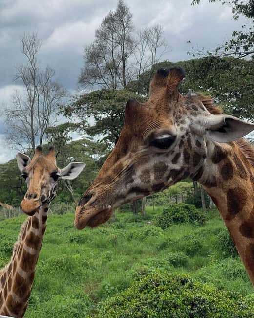 NAIROBI: DAVID SHELDRICK AND GIRAFFE CENTER DAY TRIP - Introduction and Overview