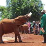 Nairobi: David Sheldrick Elephant Orphanage and Kazuri Bead - Why This Tour Offers Great Value