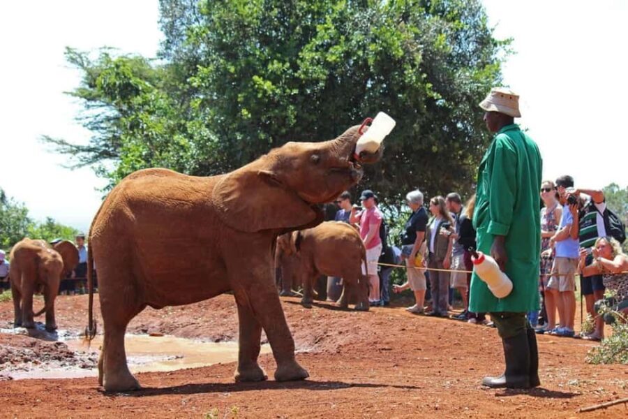 Nairobi: David Sheldrick Elephant Orphanage and Kazuri Bead - Why This Tour Offers Great Value