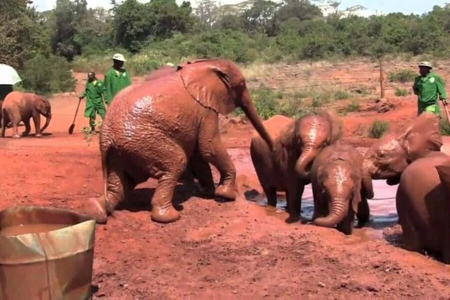 Nairobi: David Sheldrick Elephant Orphanage Visit - What You Can Expect