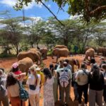 Nairobi; David Sheldrick Elephant Trust Half Day Tour - FAQ