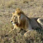 Nairobi: Day Tour to Amboseli National Park & Maasai Village - Who Should Consider This Tour?