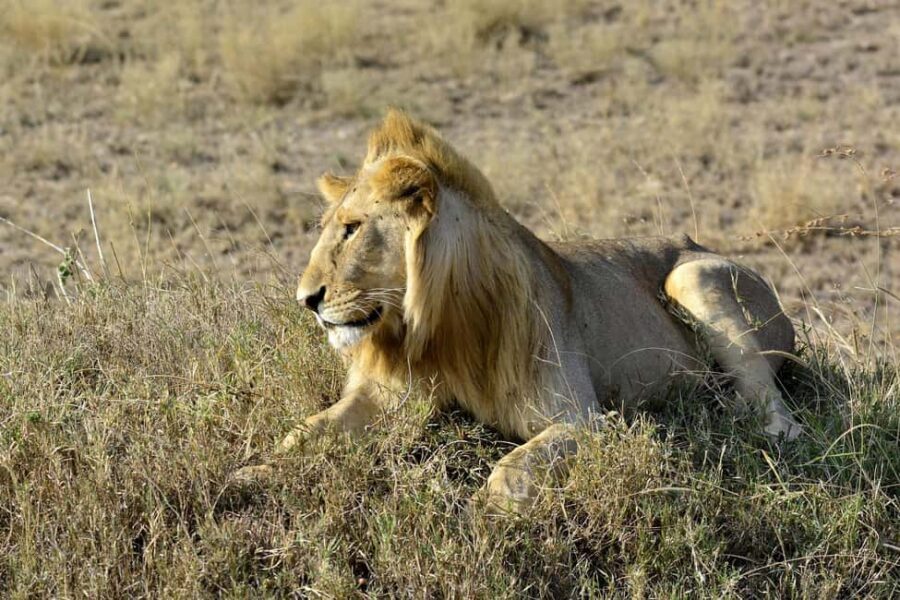 Nairobi: Day Tour to Amboseli National Park & Maasai Village - Who Should Consider This Tour?