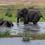 Nairobi: Day Trip to Amboseli National Park - What’s Included and What’s Not
