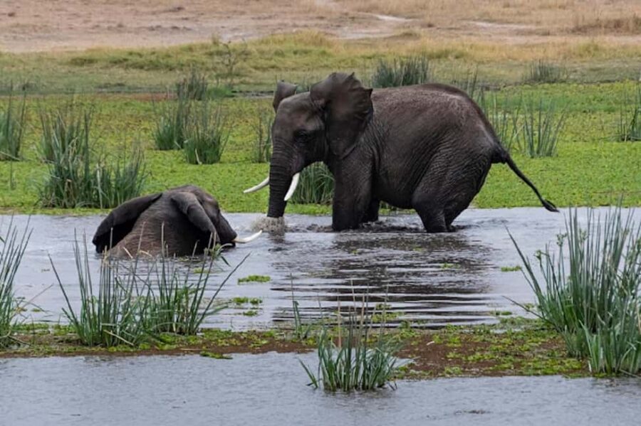 Nairobi: Day Trip to Amboseli National Park - What’s Included and What’s Not