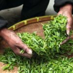 Nairobi: Day Trip to Purple Tea Farm in Gatura Greens - Arrival at Gatura Greens: A Warm Welcome and Initial Impressions