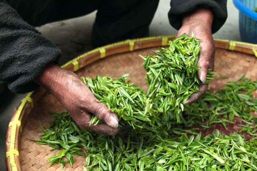 Nairobi: Day Trip to Purple Tea Farm in Gatura Greens - Arrival at Gatura Greens: A Warm Welcome and Initial Impressions