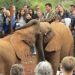 Nairobi: Elephant Orphanage and Giraffe Center Half-Day Tour - Who Will Love This Tour?