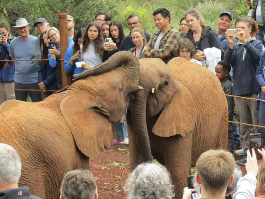 Nairobi: Elephant Orphanage and Giraffe Center Half-Day Tour - Who Will Love This Tour?