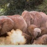 Nairobi: Elephant Orphanage Trust and Giraffe Center Tour - FAQ