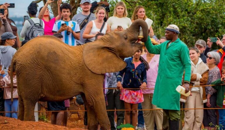 Nairobi: Elephant Orphanage Trust and Giraffe Center Tour - Authentic Experiences and Real Reviews