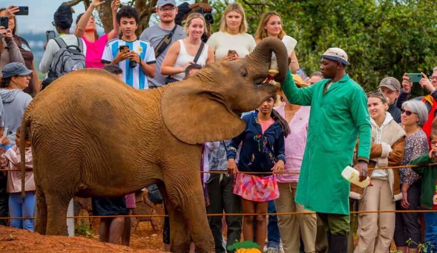 Nairobi: Elephant Orphanage Trust and Giraffe Center Tour - Authentic Experiences and Real Reviews