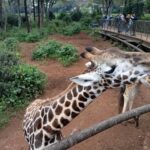 Nairobi: Elephant Sanctuary and Giraffe Center Day Tour - Practical Tips for the Tour
