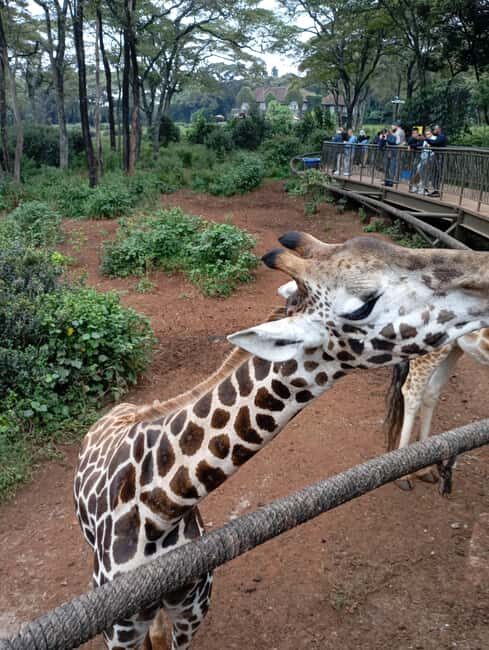 Nairobi: Elephant Sanctuary and Giraffe Center Day Tour - Practical Tips for the Tour