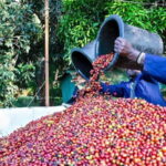 Nairobi: Fairview Coffee Estate Guided Tour with Tasting - Understanding the Coffee-Making Process