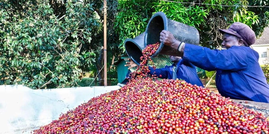 Nairobi: Fairview Coffee Estate Guided Tour with Tasting - Understanding the Coffee-Making Process