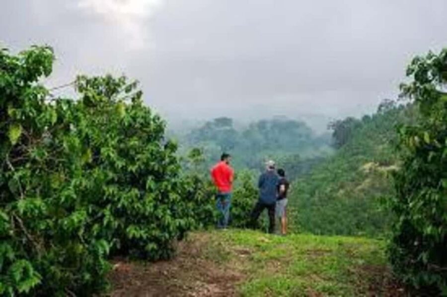 Nairobi: Fairview Coffee Estate Tour with Pickup - Who Will Love This Experience?