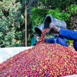Nairobi: Fairview Coffee Estate Tour with Tasting - Discovering the Fairview Coffee Estate