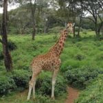 Nairobi: Giraffe Center and Nature Trail Tour - Discovering the Giraffe Center: A Closer Look