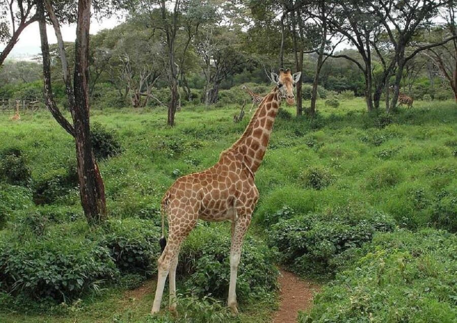 Nairobi: Giraffe Center and Nature Trail Tour - Discovering the Giraffe Center: A Closer Look