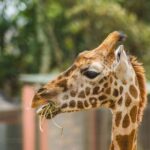 Nairobi: Giraffe Center Day Trip - Practical Details and Considerations