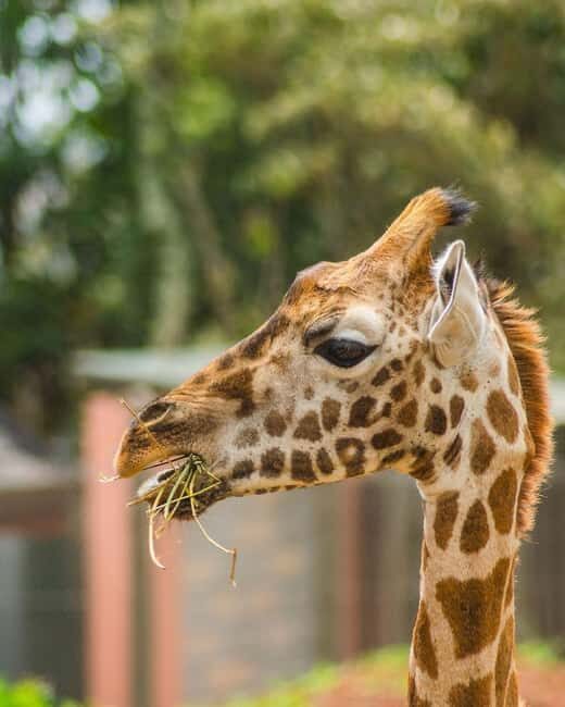 Nairobi: Giraffe Center Day Trip - Practical Details and Considerations