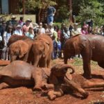 Nairobi: Giraffe Centre and Elephant Orphanage Tour - Practical Details and What to Expect